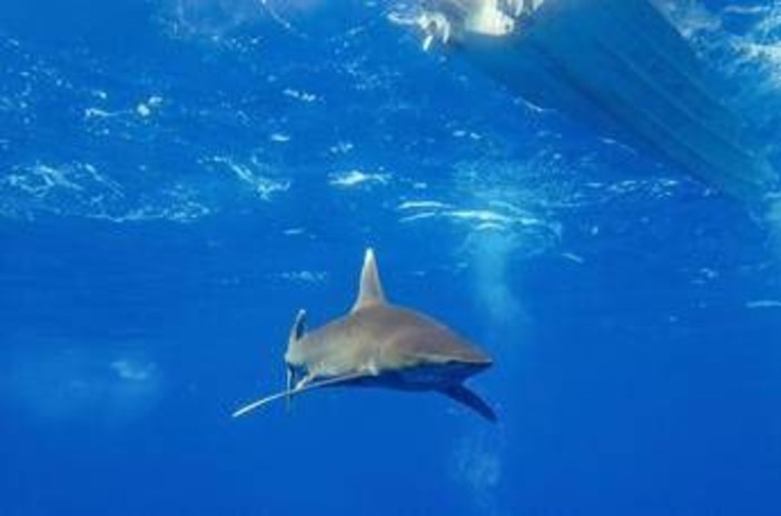 Dramma in Australia, si tuffa in mare e viene ucciso da uno squalo: chiuse tutte le spiagge Dramma in Australia, si tuffa in mare e viene ucciso da uno squalo: chiuse tutte le spiagge