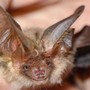 Si sveglia con un pipistrello sul viso, 11enne muore di rabbia: nessun segno di morso Si sveglia con un pipistrello sul viso, 11enne muore di rabbia: nessun segno di morso