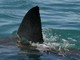 Australia, squalo attacca e uccide nuotatore a Perth Australia, squalo attacca e uccide nuotatore a Perth