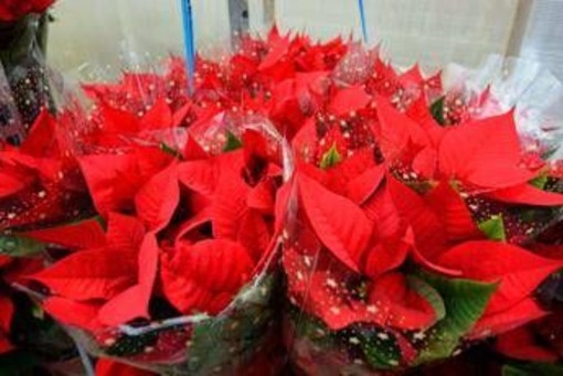 Stella di Natale, perché si secca così in fretta: gli errori più comuni in casa