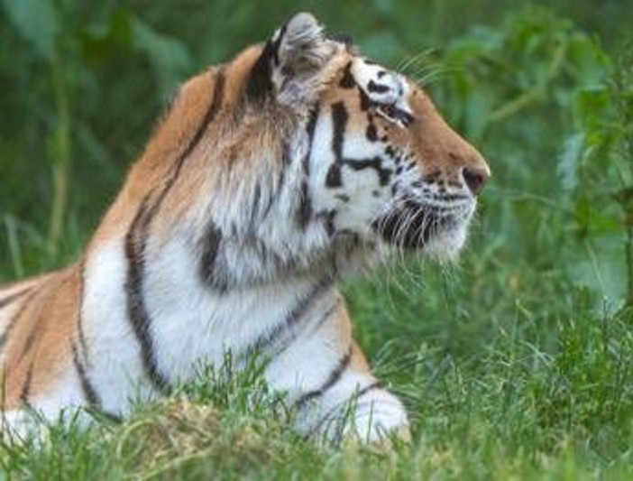 Scavalca il recinto e viene sbranato da una tigre allo zoo: tragedia nello Yorkshire Scavalca il recinto e viene sbranato da una tigre allo zoo: tragedia nello Yorkshire