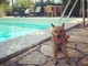 Giornata internazionale del cane, i consigli per viaggiare pet-friendly in Italia e all’estero Giornata internazionale del cane, i consigli per viaggiare pet-friendly in Italia e all’estero