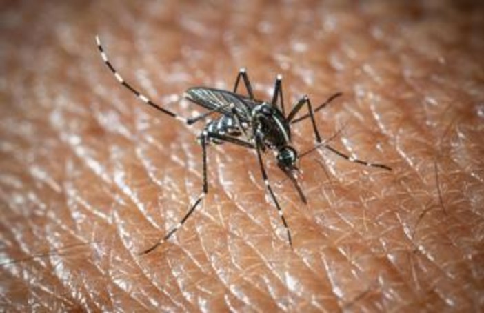West Nile e Dengue, aumentano i casi in Italia: gli ultimi dati dell'Iss