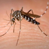 Prosegue l'impegno del Comune di Racconigi nella lotta alle zanzare